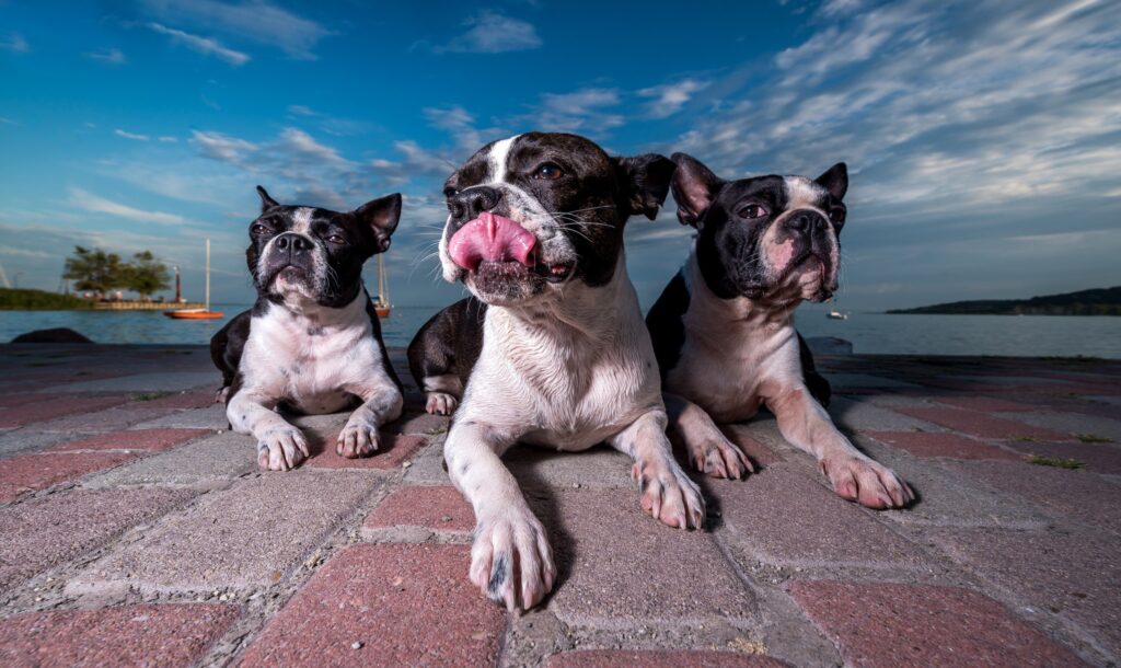 French Bulldog vs Boston Terrier 