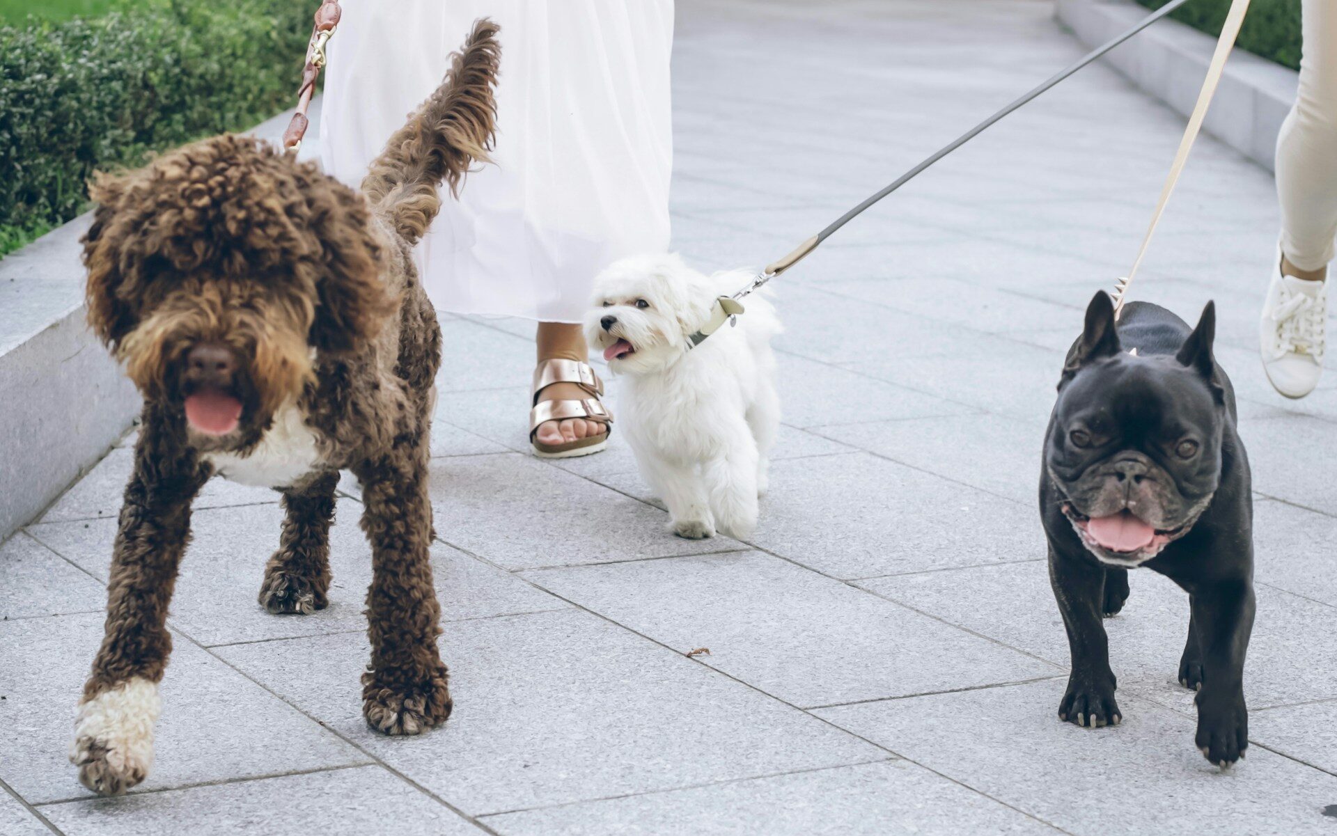 do french bulldogs get along with other breeds