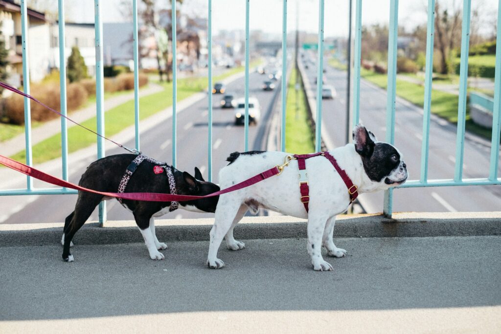 French Bulldog vs Boston Terrier 