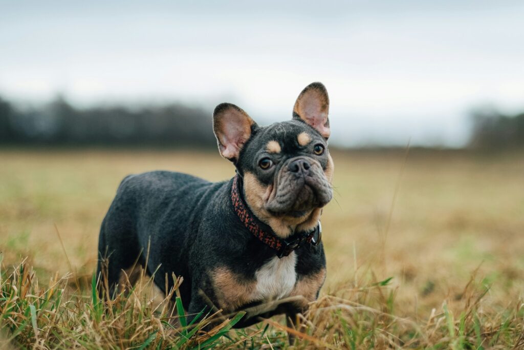 mini french bulldogs