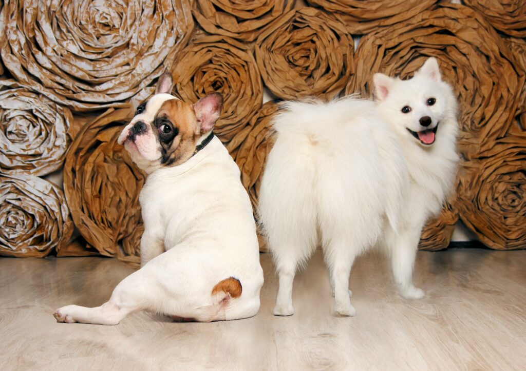 do french bulldogs get along with other breeds